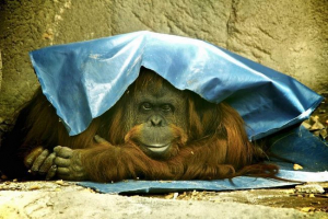 U argentini su se pojavile nehumane ličnosti U argentini su se pojavile nehumane ličnosti